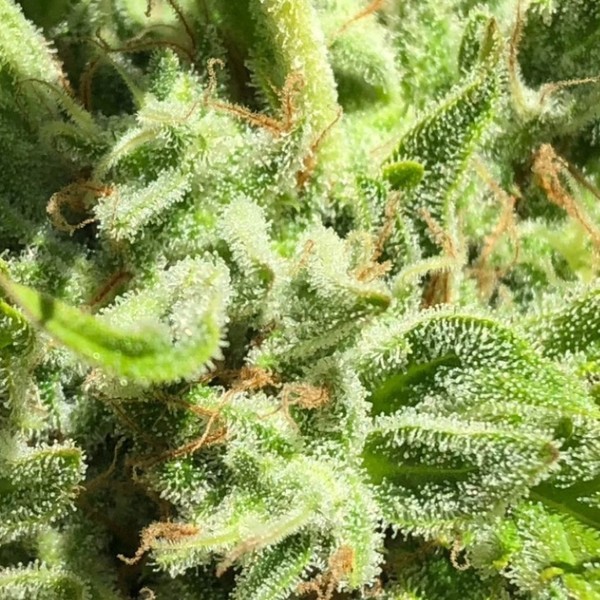 Garlic Haze (Earth Witch Seeds) tavallinen