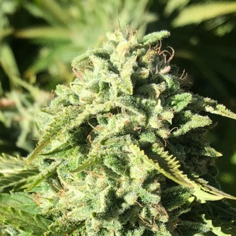 Pumpkin Punch (Earth Witch Seeds) tavallinen