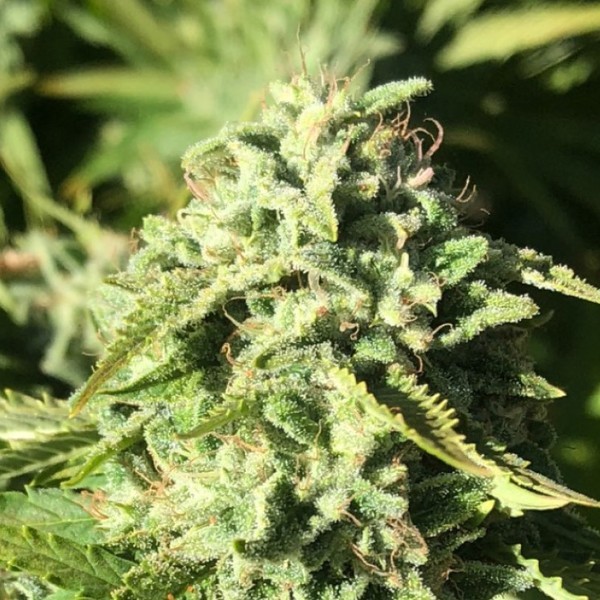 Pumpkin Punch (Earth Witch Seeds) tavallinen