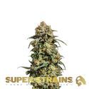 Cookies Krush (Super Strains) Feminisoidut