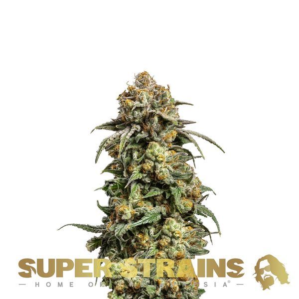 Cookies Krush (Super Strains) Feminisoidut