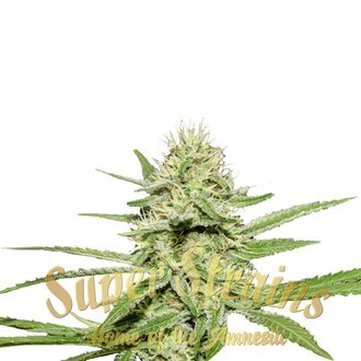 Enemy's Dream (Super Strains) Feminisoidut