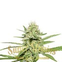 Enemy's Dream (Super Strains) Feminisoidut