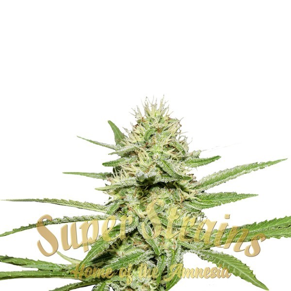 Enemy's Dream (Super Strains) Feminisoidut