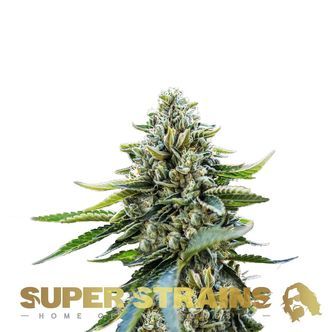 Eden (Super Strains) feminisoidut