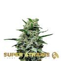 Mexican Candy (Super Strains) Feminisoidut