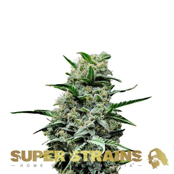 Mexican Candy (Super Strains) Feminisoidut