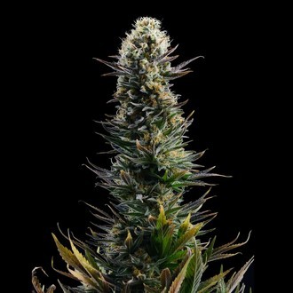 Blue 2.0 (Kannabia x Zamnesia) Feminisoidut
