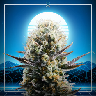 Blue 2.0 (Kannabia x Zamnesia) Feminisoidut