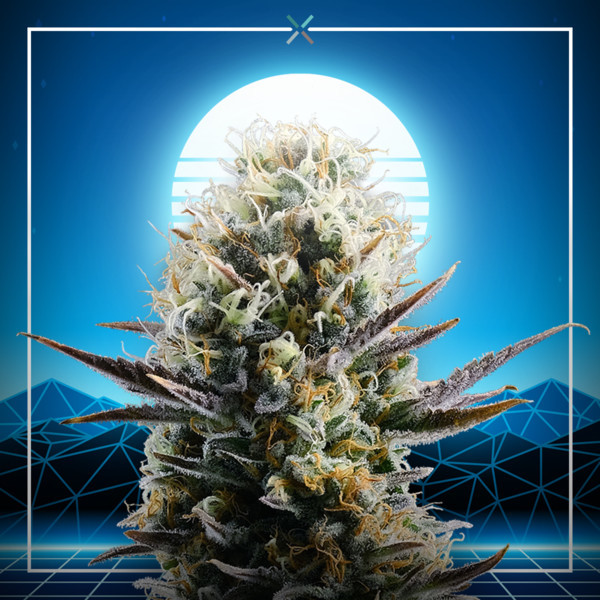 Blue 2.0 (Kannabia x Zamnesia) Feminisoidut