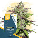 Purple Punch (Zamnesia Seeds) Feminisoidut