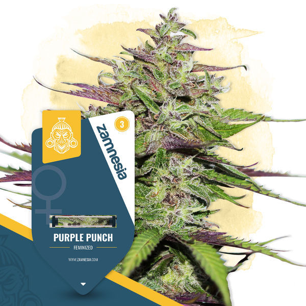 Purple Punch (Zamnesia Seeds) Feminisoidut