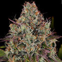 Purple Punch (Zamnesia Seeds) Feminisoidut