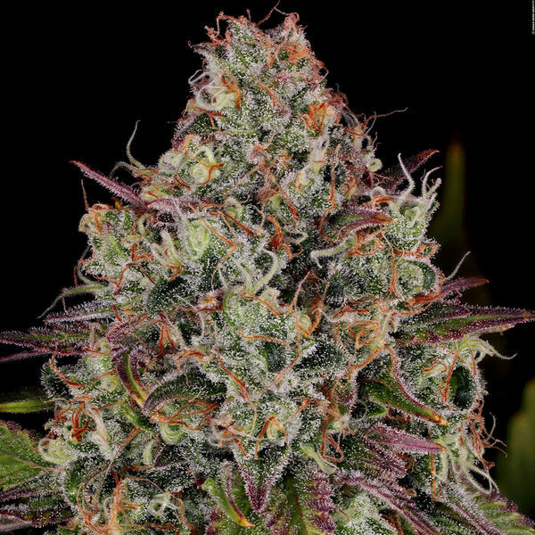Purple Punch (Zamnesia Seeds) Feminisoidut