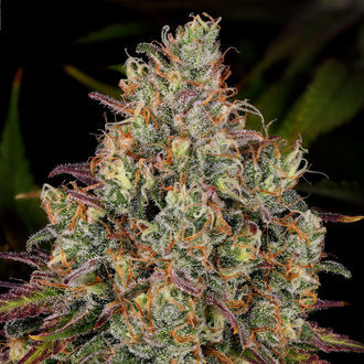 Purple Punch (Zamnesia Seeds) Feminisoidut