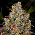 Purple Punch (Zamnesia Seeds) Feminisoidut