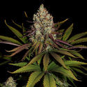 Purple Punch (Zamnesia Seeds) Feminisoidut