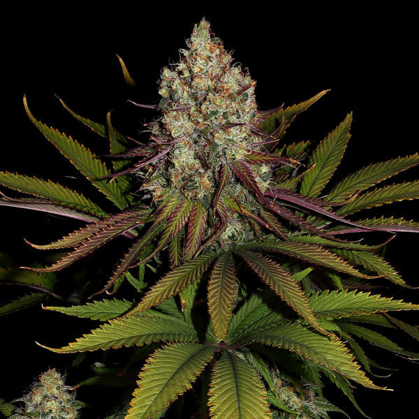 Purple Punch (Zamnesia Seeds) Feminisoidut