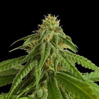 Afrodite (Kannabia) feminisoidut kannabiksen siemenet