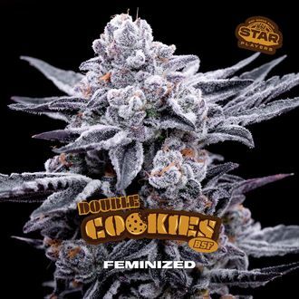 Double Cookies (BSF Seeds) Feminisoidut