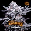 Double Cookies (BSF Seeds) Feminisoidut