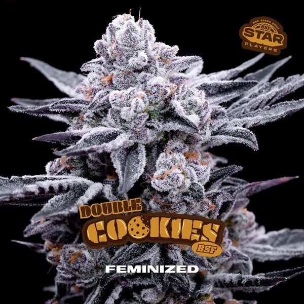 Double Cookies (BSF Seeds) Feminisoidut