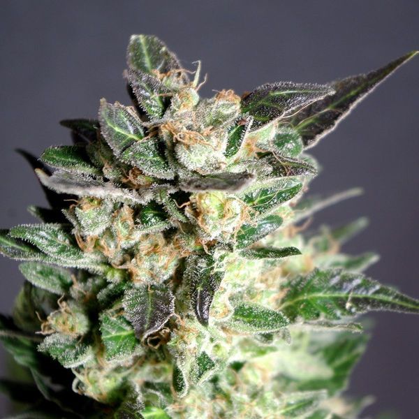 Diesel Glue (Kannabia) Feminisoidut