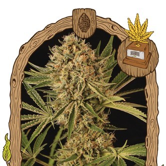Herz OG (Exotic Seed) Feminisoidut