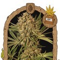 Herz OG (Exotic Seed) Feminisoidut