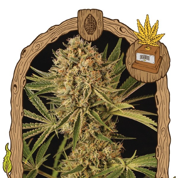 Herz OG (Exotic Seed) Feminisoidut