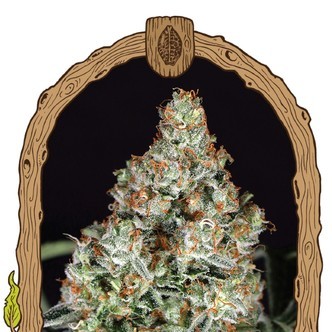 Zkittalicious (Exotic Seed) feminisoitu