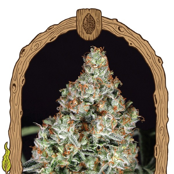 Zkittalicious (Exotic Seed) Feminisoidut