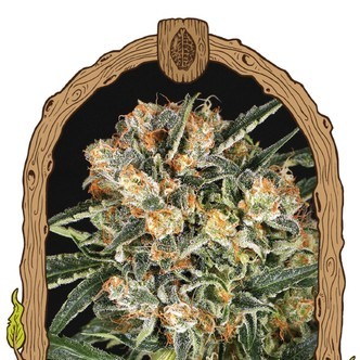 Hippie Therapy CBD (Exotic Seed) feminisoitu