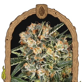 Hippie Therapy CBD (Exotic Seed) Feminisoidut