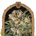 Hippie Therapy CBD (Exotic Seed) Feminisoidut