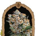 Malasana Cookies (Exotic Seed) Feminisoidut