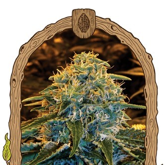 Z and Z (Exotic Seed) Feminisoidut kannabiksen siemenet