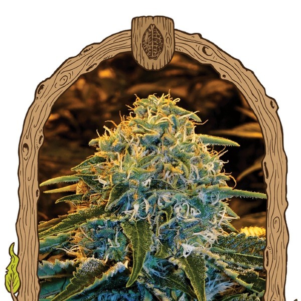 Z & Z (Exotic Seeds) Feminisoidut