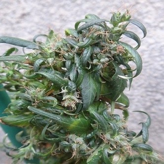 Hokkaido Japan Hemp (ACE Seeds) tavallinen