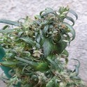 Hokkaido Japan Hemp (ACE Seeds) tavallinen