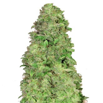 CBD Auto 20:1 (FastBuds) Feminisoidut