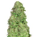 CBD Auto 20:1 (FastBuds) Feminisoidut