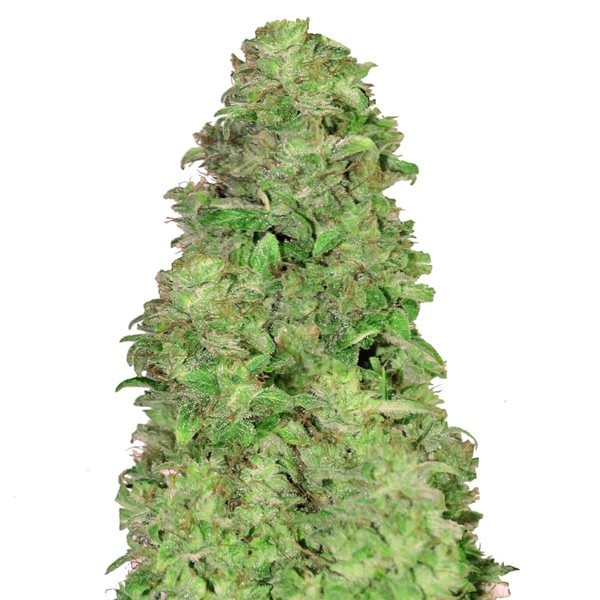 CBD Auto 20:1 (FastBuds) Feminisoidut