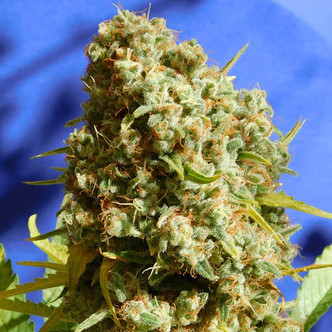 Bruce Banner 3 Fast (Original Sensible Seeds) feminisoidut