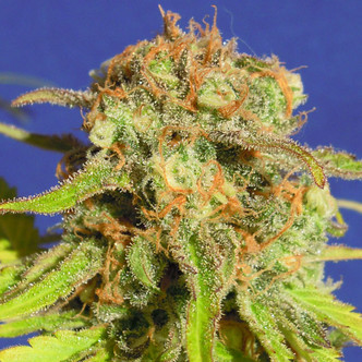Bruce Banner 3 Auto (Original Sensible Seeds) feminisoidut kannabiksen siemenet