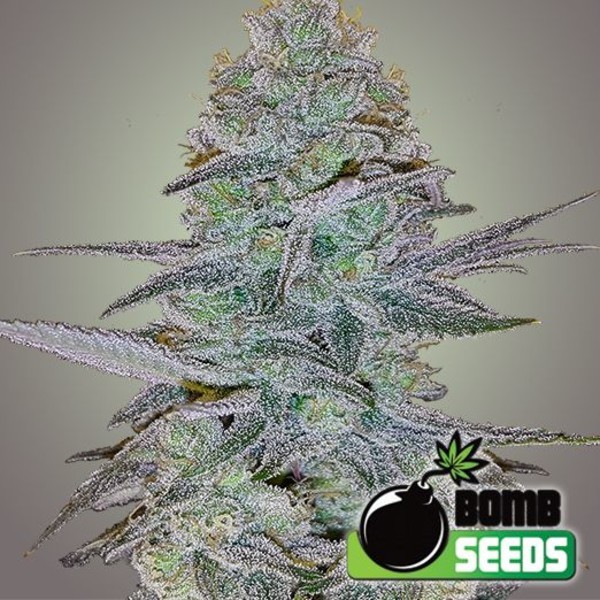 Cosmic Bomb Auto (Bomb Seeds) Feminisoidut