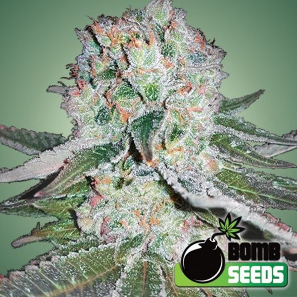 Banana Bomb (Bomb Seeds) Feminisoidut