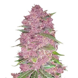Purple Lemonade Auto (FastBuds) Feminisoidut