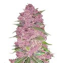 Purple Lemonade Auto (FastBuds) Feminisoidut