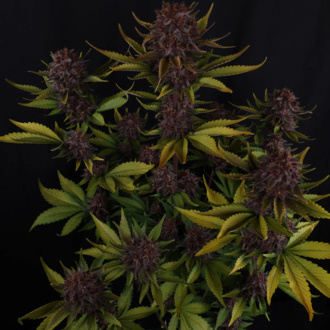 Purple Lemonade Auto (FastBuds) Feminisoidut